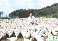 养鸭饲料怎么配置？如何选择合适的饲料？（养鸭饲料配方技术大全）