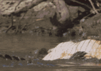 帝鳄、恐鳄、普鲁斯鳄三种史前巨鳄，谁的实力最强（是恐鳄厉害还是帝鳄厉害）