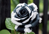 黑白玫瑰花作为礼物的寓意是什么？（黑白玫瑰花代表什么意义）