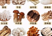 东北蘑菇的种类带图解（东北常吃的20种蘑菇的种类）（东北地区常见蘑菇）