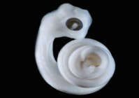 Nature解密生殖器起源：为什么蛇有两个，我们只有一个？（蛇为什么有两个姓器官）